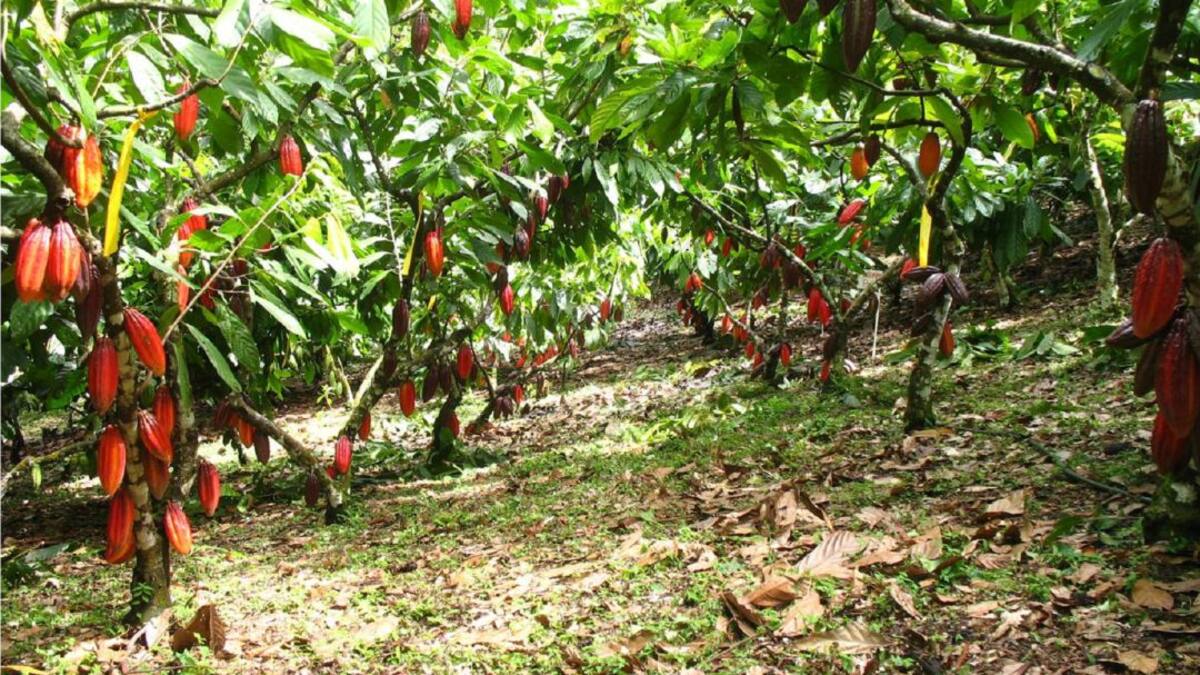 Más de 3000 mil toneladas de cacao se han producido en el Huila en el 2022
