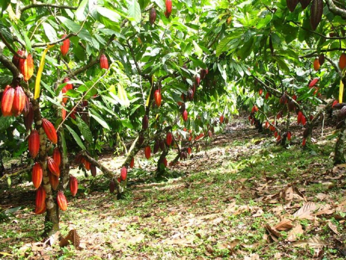 Más de 3000 mil toneladas de cacao se han producido en el Huila en el 2022