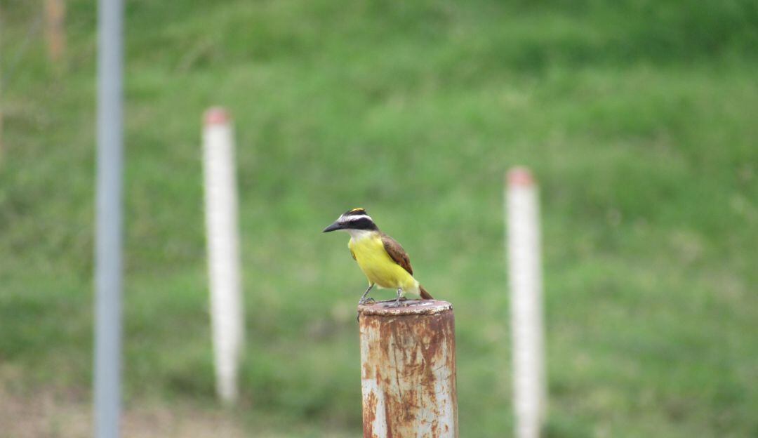 Una de las 560 aves que se puede avistar en el departamento del Quindío