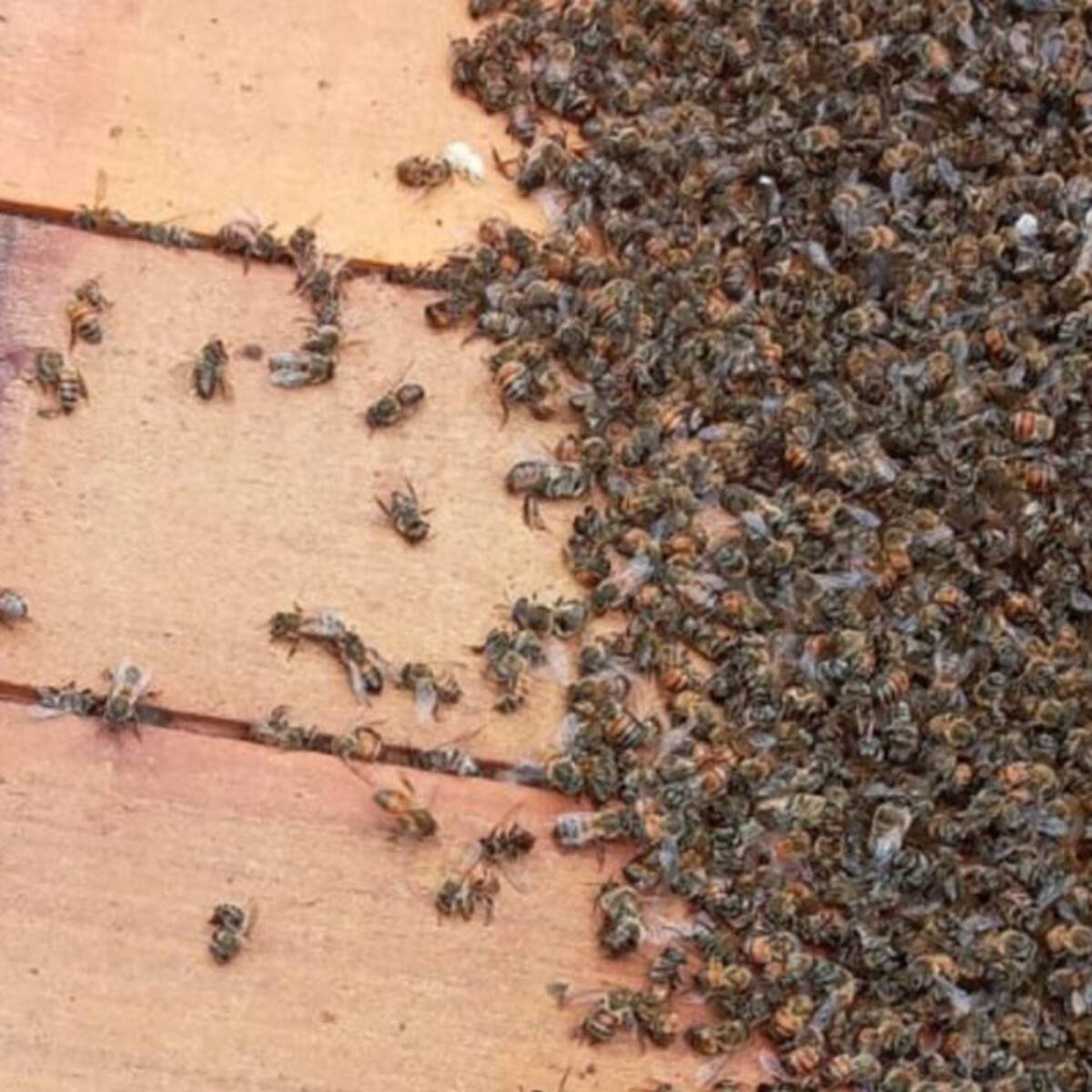 En el Quindío han muerto más de 300 colmenas en lo que va del año