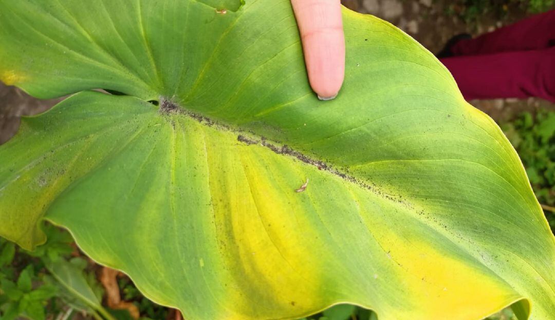 Contaminación en la Vegetación.