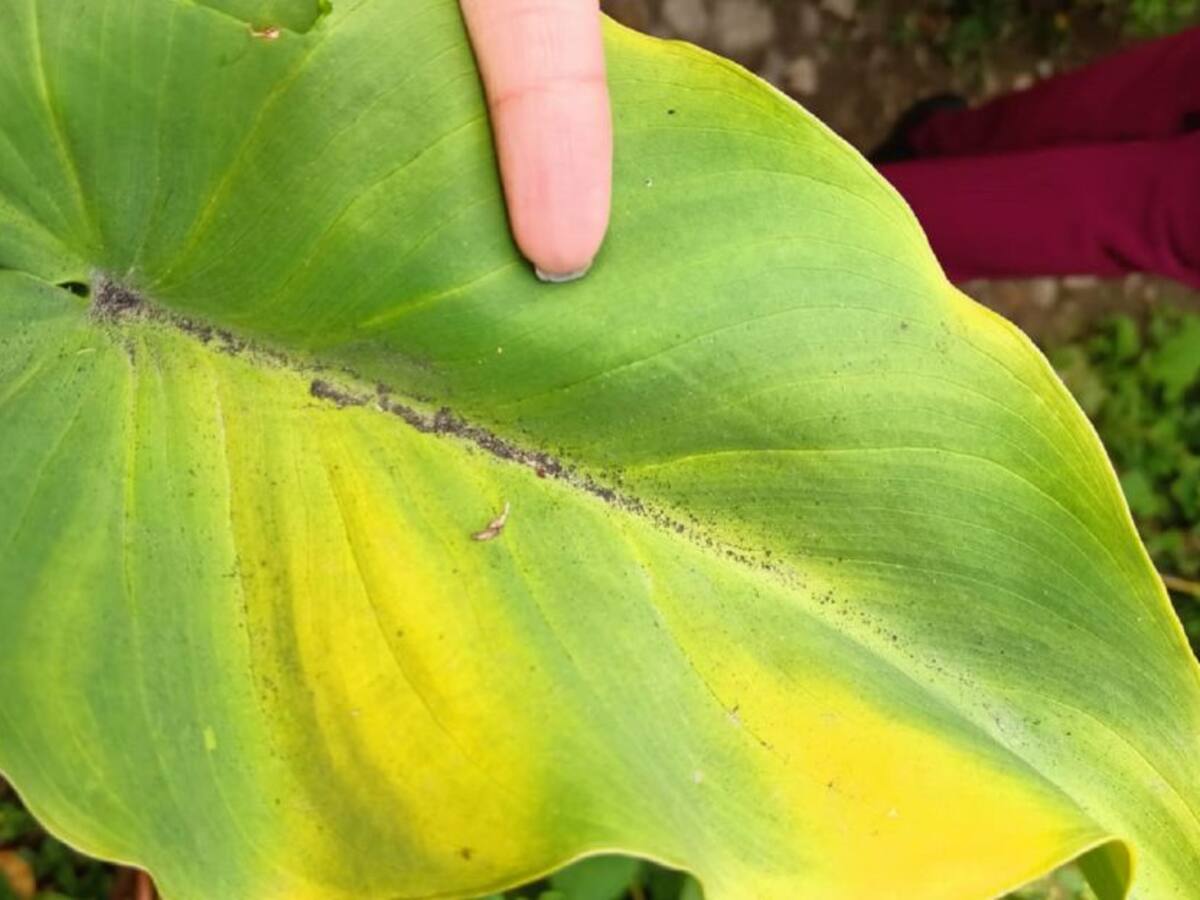 En Paipa habitantes estarían afectados por contaminación de Termoeléctrica