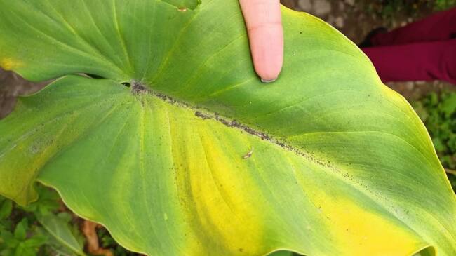 Contaminación en la Vegetación.