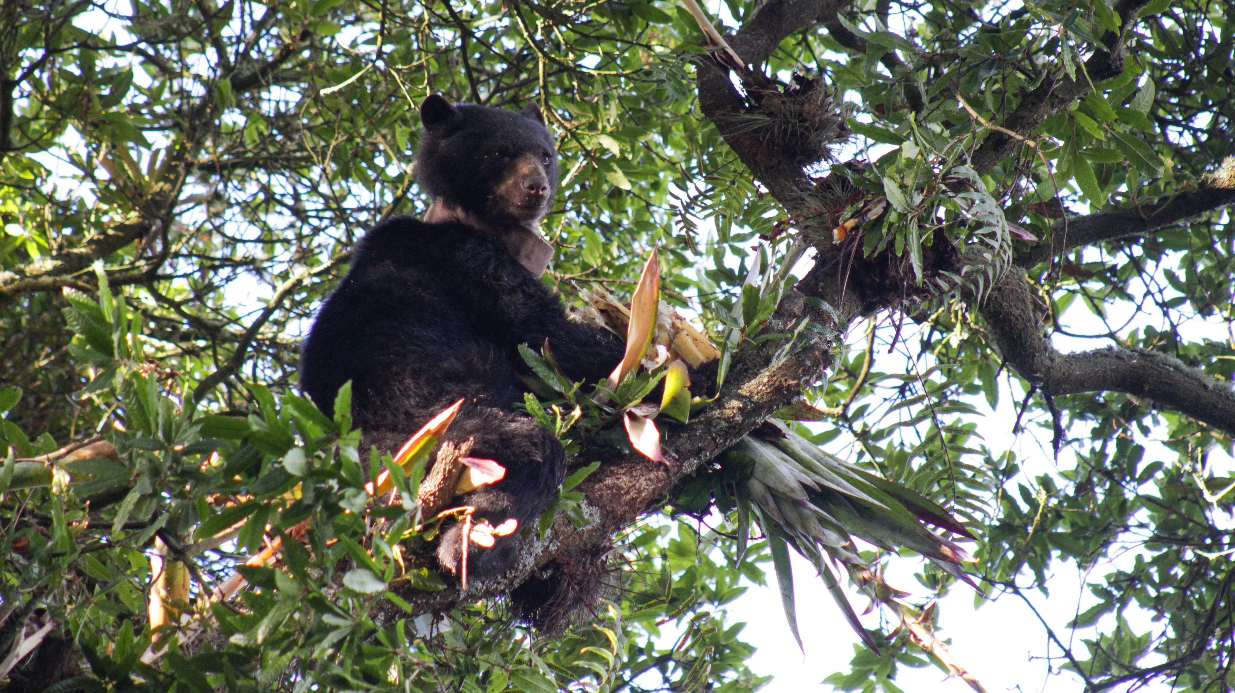 Corpoboyacá insta a los habitantes de Boyacá a reportar avistamientos del Oso Andino y a colaborar en la protección de esta especie clave para la conservación de los ecosistemas.