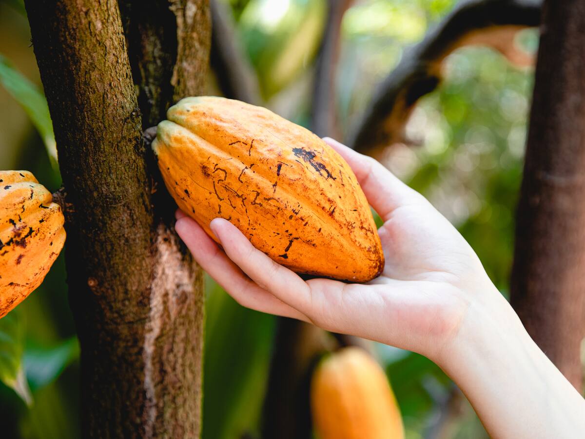 La producción de cacao se toma Puerto Boyacá y los municipios del Magdalena Medio
