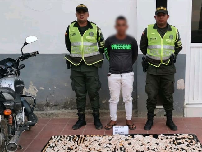 Capturan a hombre con más de 2.000 huevos de iguana en El Carmen de Bolívar