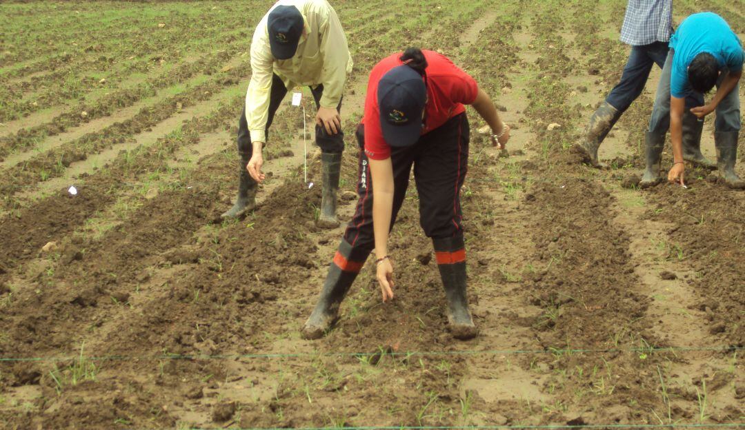 Análisis de suelos agrícolas