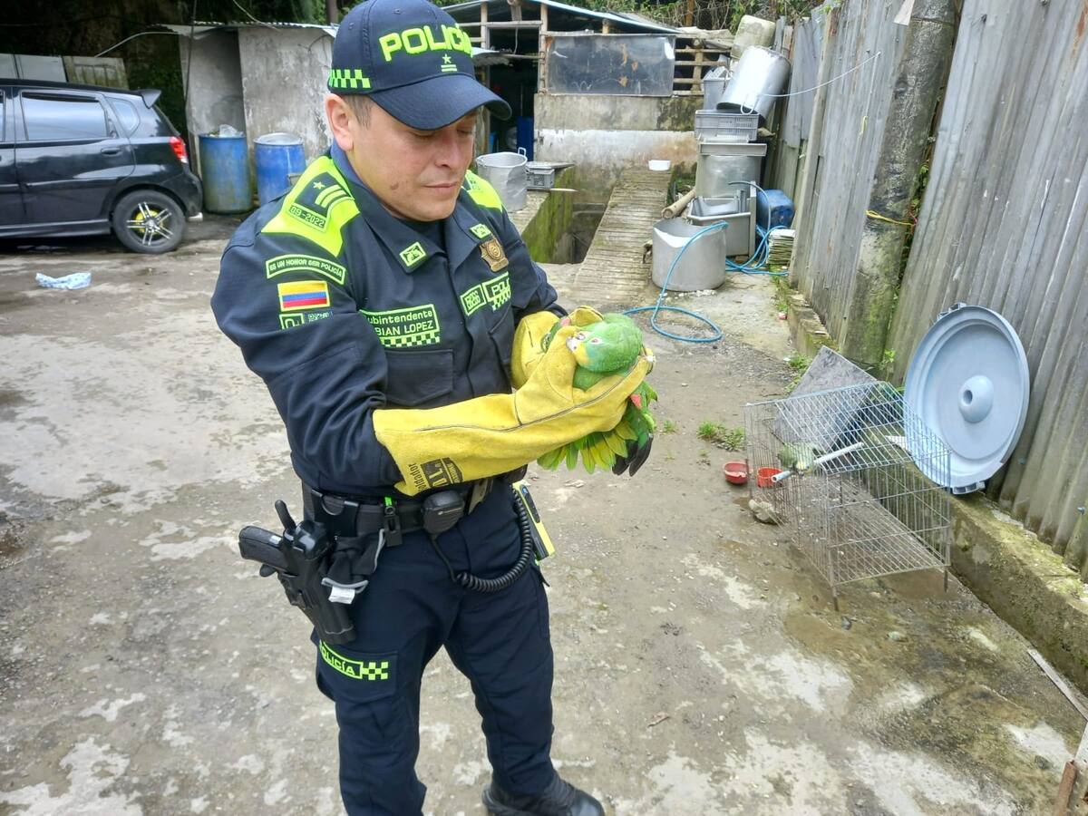 En Manizales recuperaron especies de fauna silvestre que estaban en cautiverio