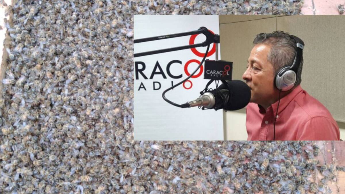 Proyecto de ley para proteger a las abejas esta estancado en el Senado