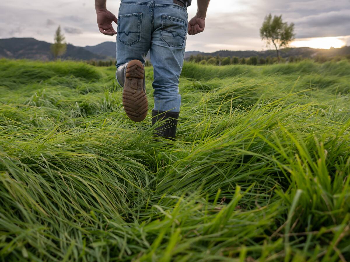 Alcalde de Chiminagua pide que no se entreguen predios simbólicos a campesinos