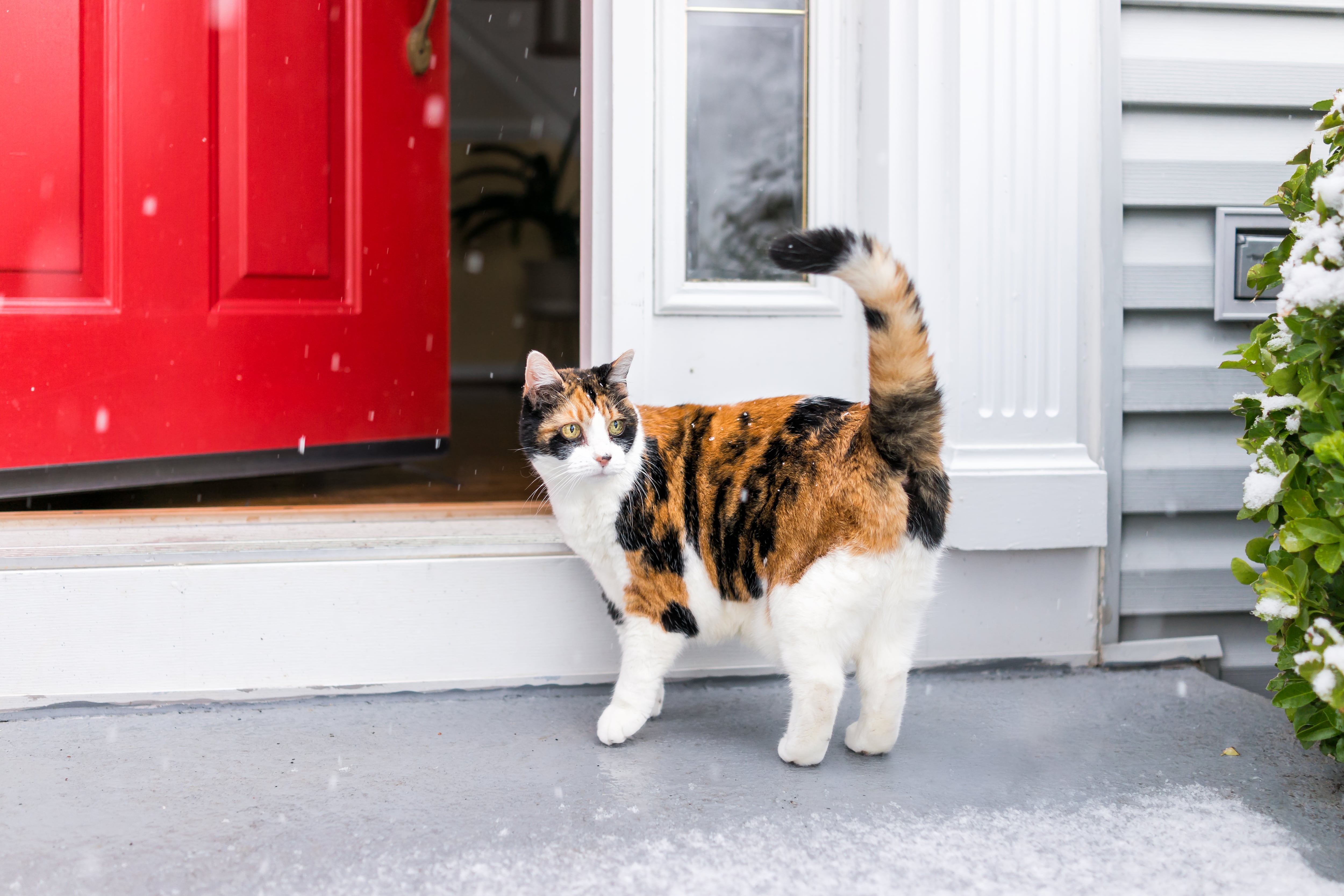 Gato calicó afuera de su casa dando un paseo en invierno (Foto vía GettyImages)