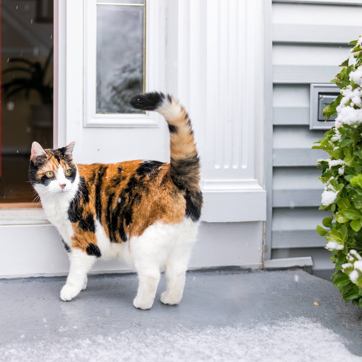 ¿Por qué se escapan los gatos de una casa? Esto explican los veterinarios
