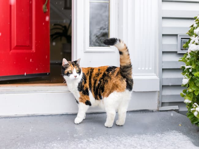Gato calicó afuera de su casa dando un paseo en invierno (Foto vía GettyImages)