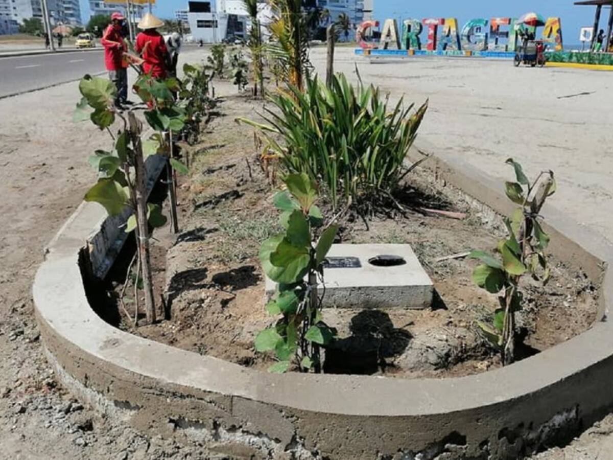 Rehabilitación ambiental en las playas de Marbella en Cartagena