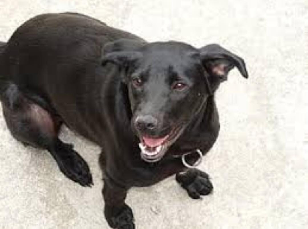 Héroe de cuatro patas: “Perro Policía de Marialabaja, deja un legado de Lealtad y Valentía”