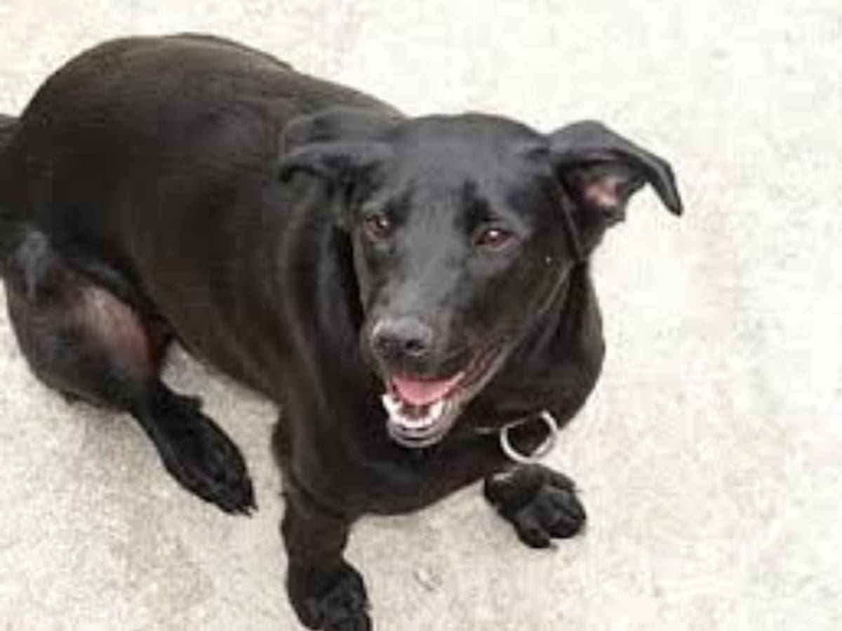 Héroe de cuatro patas: “Perro Policía de Marialabaja, deja un legado de Lealtad y Valentía