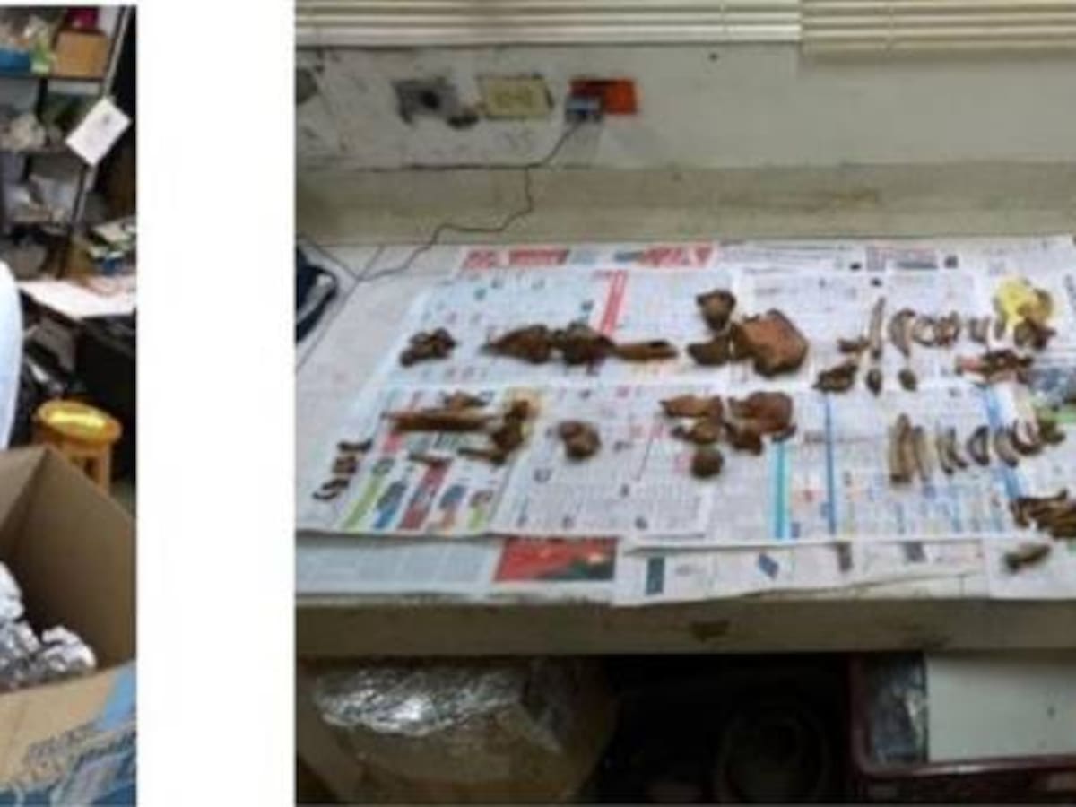 Restos óseos en hallazgo arqueológico en zona rural de Palmira