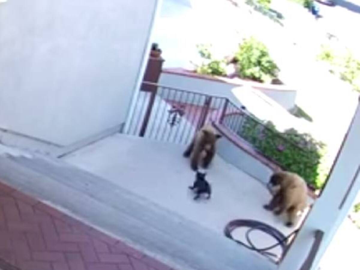 Perro se enfrenta a dos osos y se vuelve popular en YouTube
