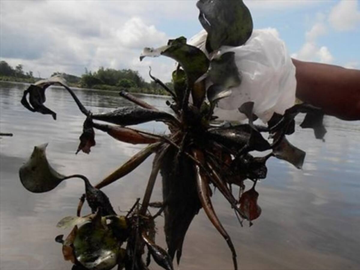 Colombia reducirá en un 20% su emisión de gases de efecto invernadero
