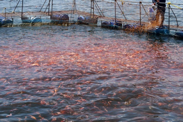 Los riesgos que representa el fenómeno de El Niño para la producción de tilapia. Foto Redes Sociales..