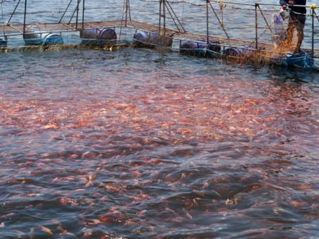 Los riesgos que representa el fenómeno de El Niño para la producción de tilapia. Foto Redes Sociales..