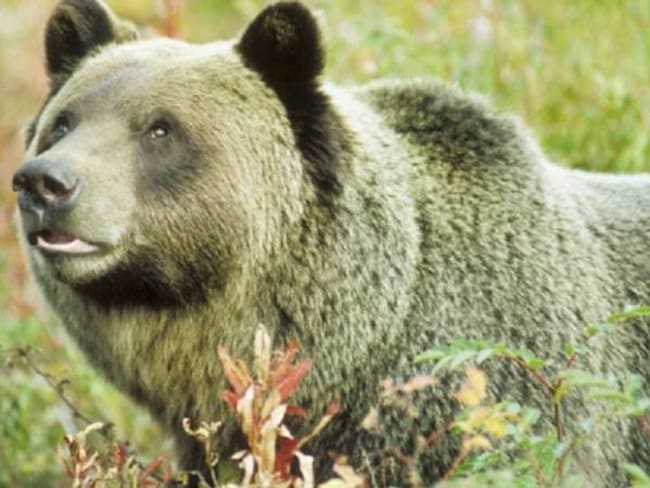 Un juez declaró como especie amenazada al oso Grizzly de Yellowstone
