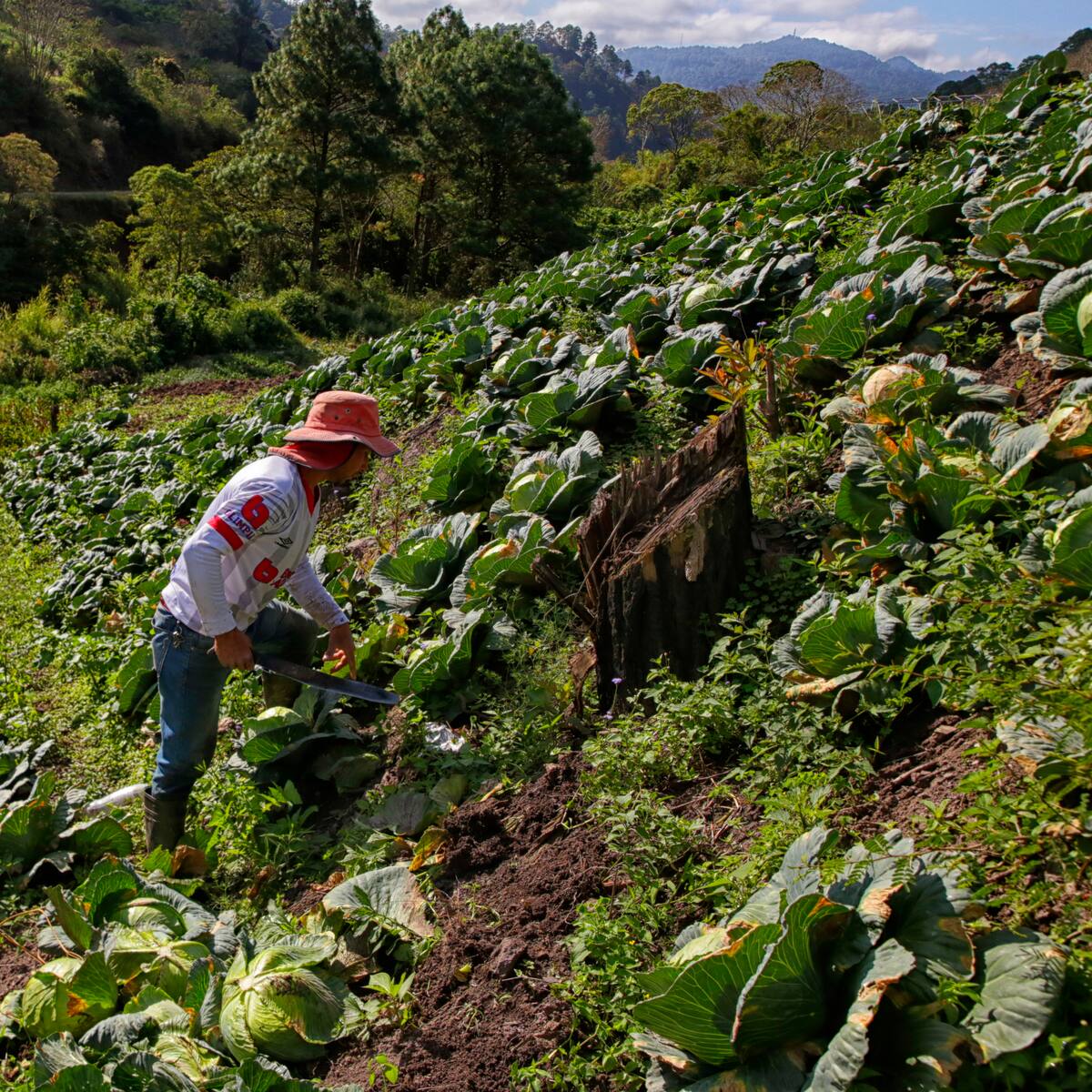 Desempleo en el campo colombiano en febrero alcanzó su nivel más bajo en 6 años