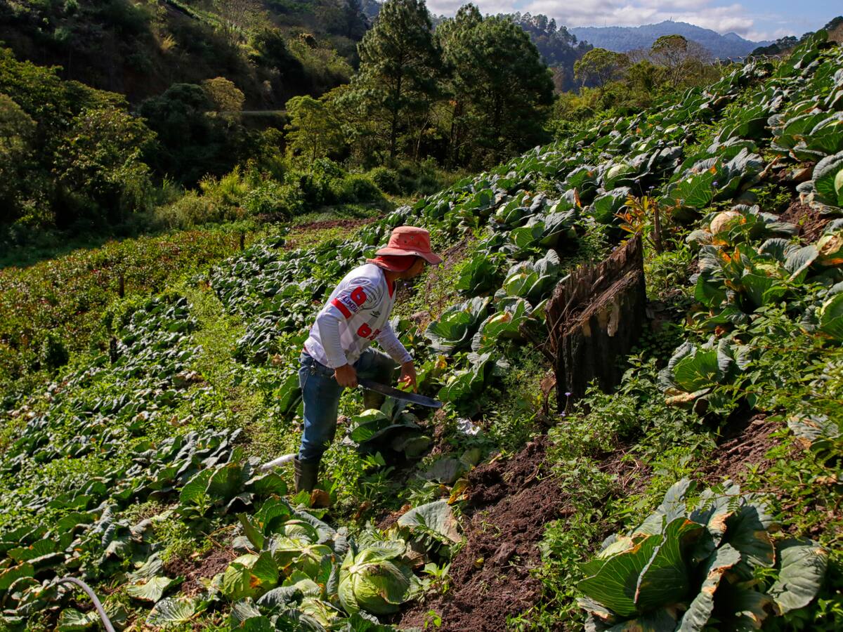 Desempleo en el campo colombiano en febrero alcanzó su nivel más bajo en 6 años