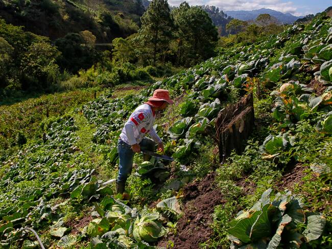 -FOTODELDÍA- AME1006. PILIGUIN (HONDURAS), 20/03/2025.- Un campesino trabaja en un plantación de repollos que serán vendidos en los mercados locales, este jueves en la aldea el Piliguin en el municipio de Santa Lucia (Honduras). EFE/Gustavo Amador