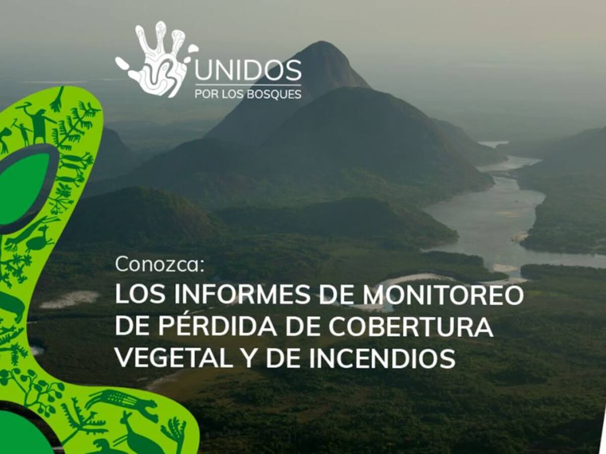 En enero y febrero de 2022, desapareció más de 40.000 hectáreas de bosque