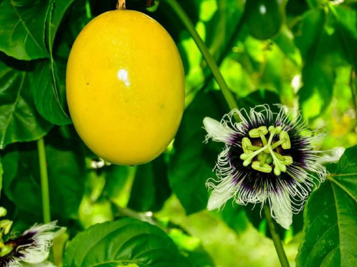 Huila tercer productor de pasifloras de Colombia