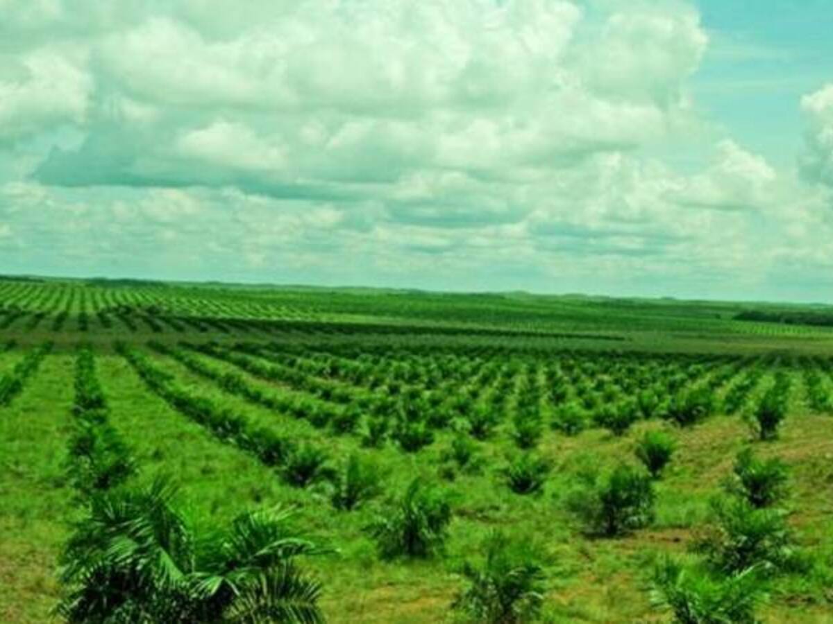 De la violencia y el narcotráfico a la reforestación en Mapiripán