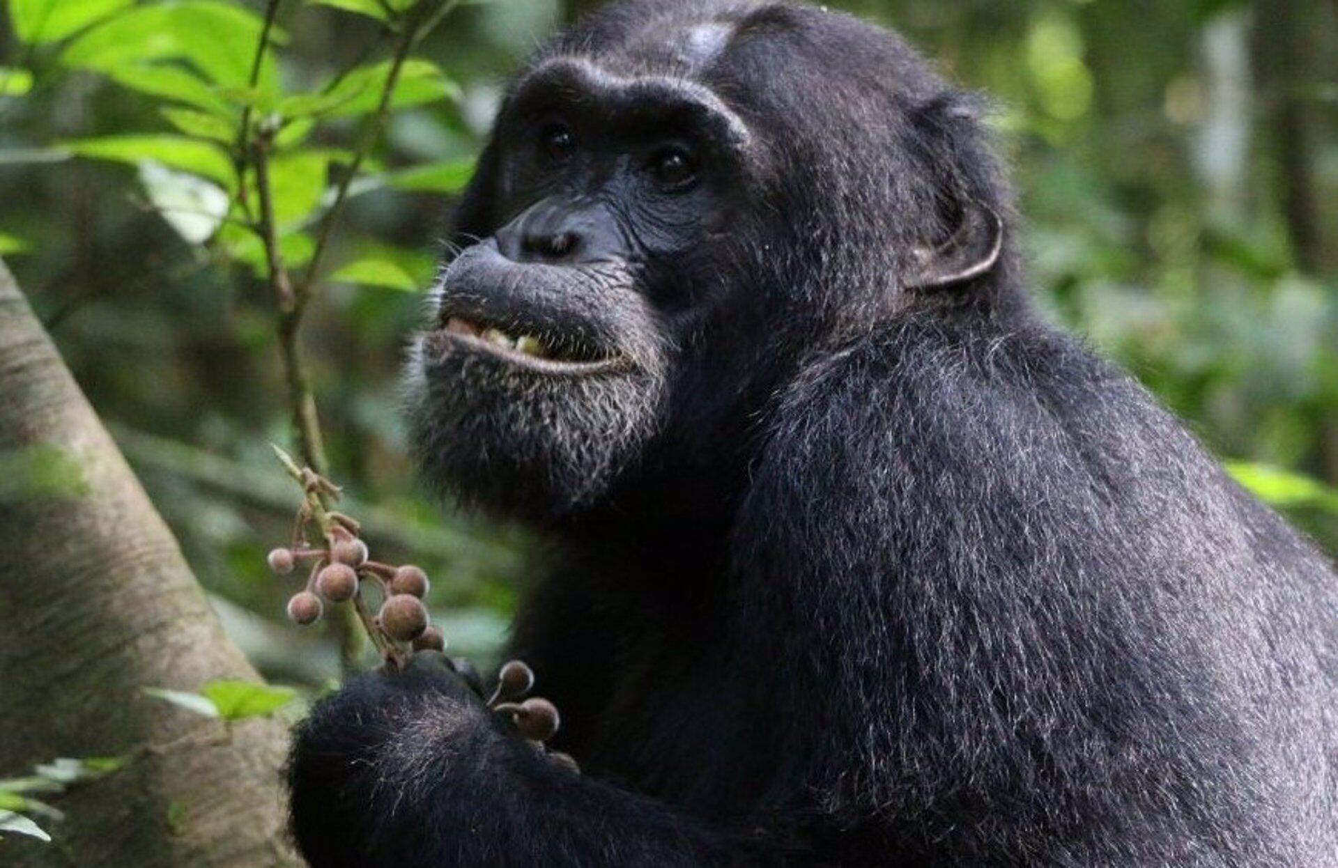 21/06/2024 Chimpancé.
Los chimpancés parecen consumir plantas con propiedades medicinales para tratar sus dolencias, según un nuevo estudio dirigido por la Universidad de Oxford y publicado en PLOS ONE.