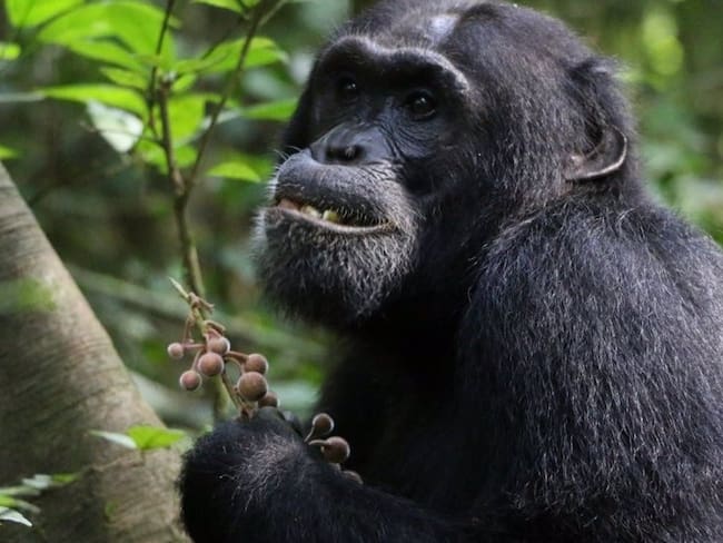 21/06/2024 Chimpancé.
Los chimpancés parecen consumir plantas con propiedades medicinales para tratar sus dolencias, según un nuevo estudio dirigido por la Universidad de Oxford y publicado en PLOS ONE.