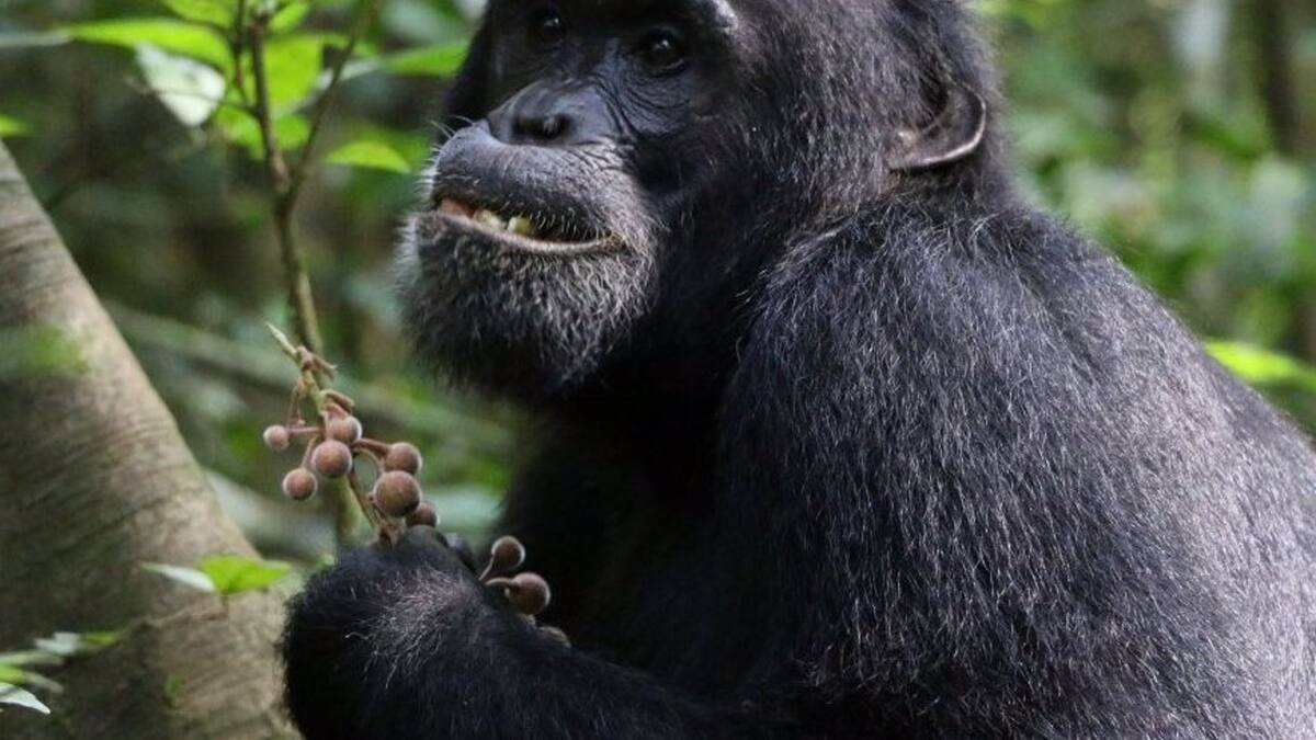 ¿Qué hacen los chimpancés cuando están enfermos? Universidad de Oxford explica