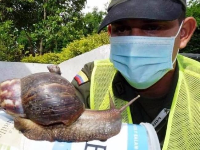 Autoridades hacen control para evitar presencia del caracol africano en Cartagena