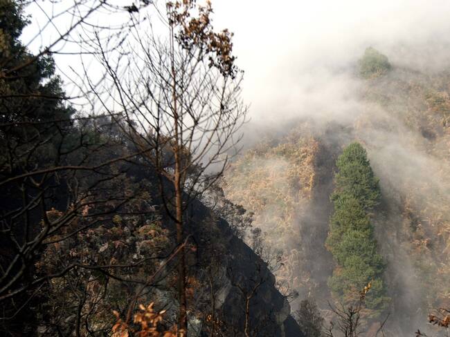 Colombia busca la conservación de sus bosques