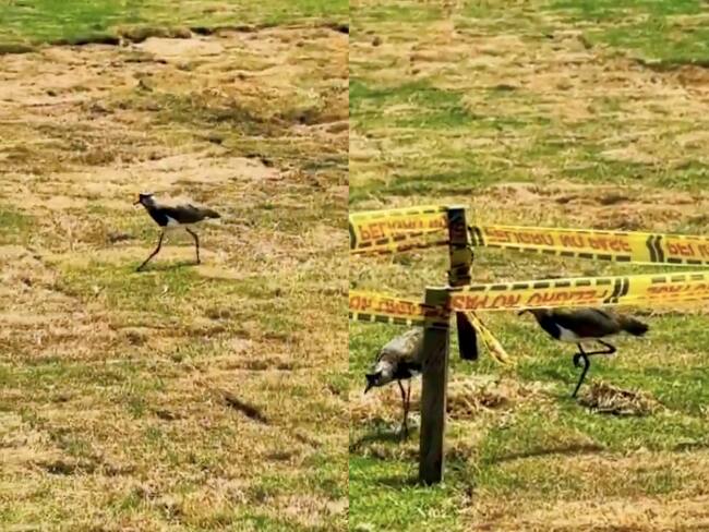Imagen de polluelos en cancha La Bambinera/ Captura de video