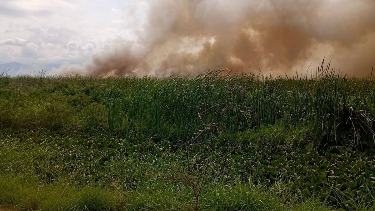 CVC alerta sobre afectación en humedal en el centro del Valle por incendio forestal