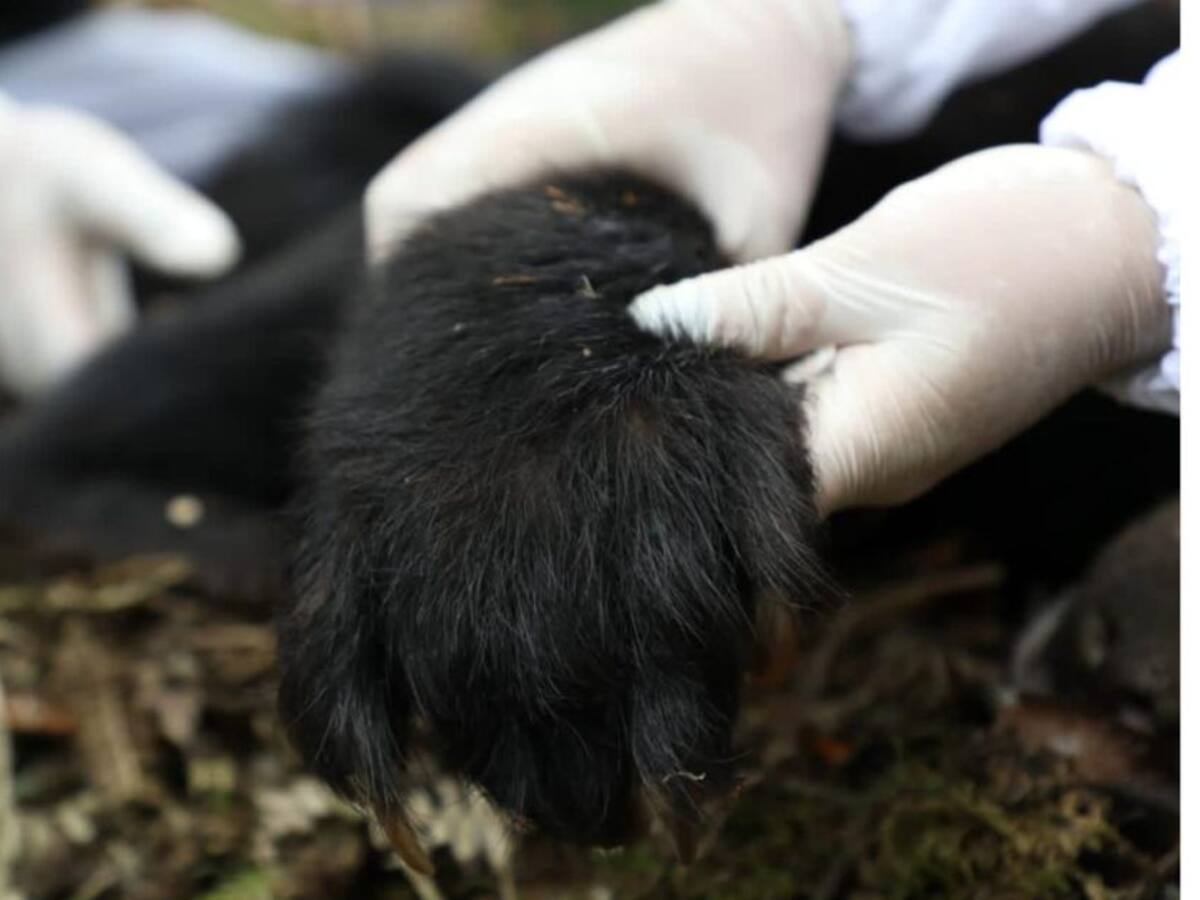 Hallan sin vida a Pensilvania, la osa andina liberada hace 5 meses