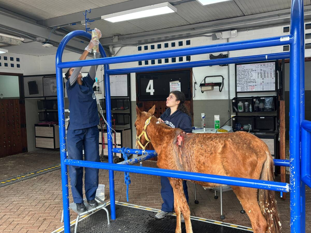 Vencedor, el caballo rescatado en Rionegro con heridas y desnutrición, se recupera