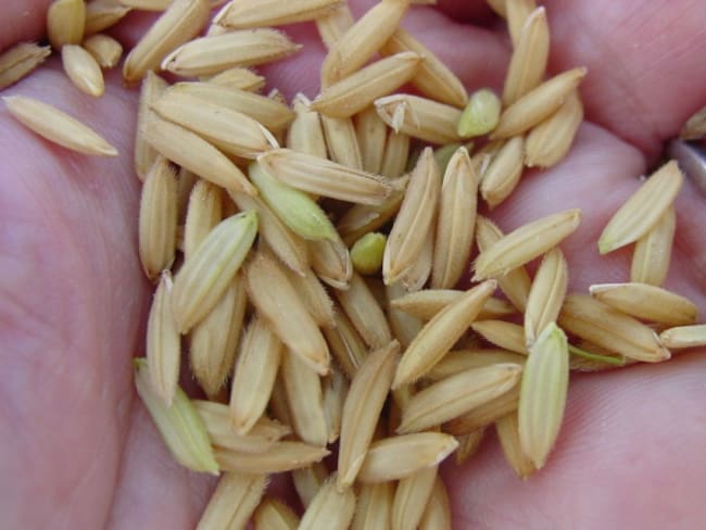 Gobierno autoriza masivas importaciones de arroz con cero arancel: Fedearroz