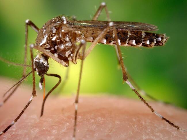 Alerta en Risaralda por aumento de personas contagiadas con dengue