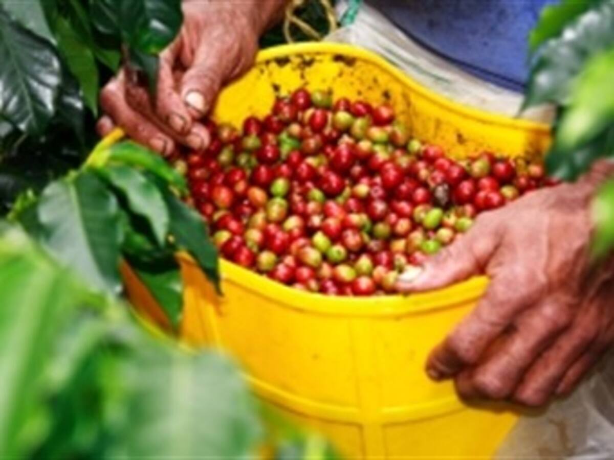 Comenzó la contratación de recolectores de la cosecha cafetera