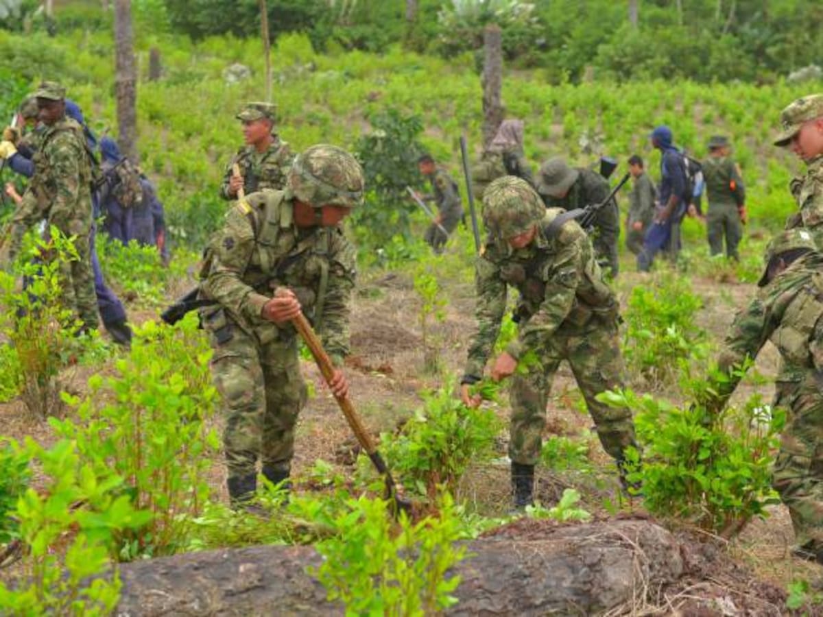 Fantasma de la resiembra: grupos armados amenazan erradicación de cultivos