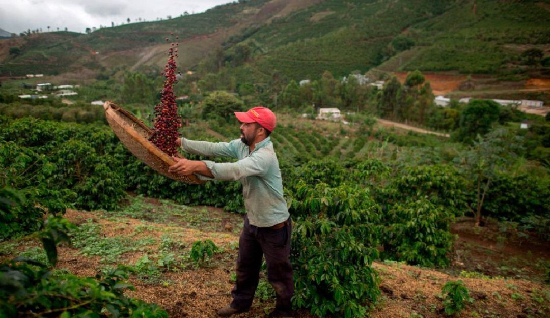 Cultivos de café en Forquilha do Rio, municipio de Dores do Rio Preto, Espirito Santo, Brasil.