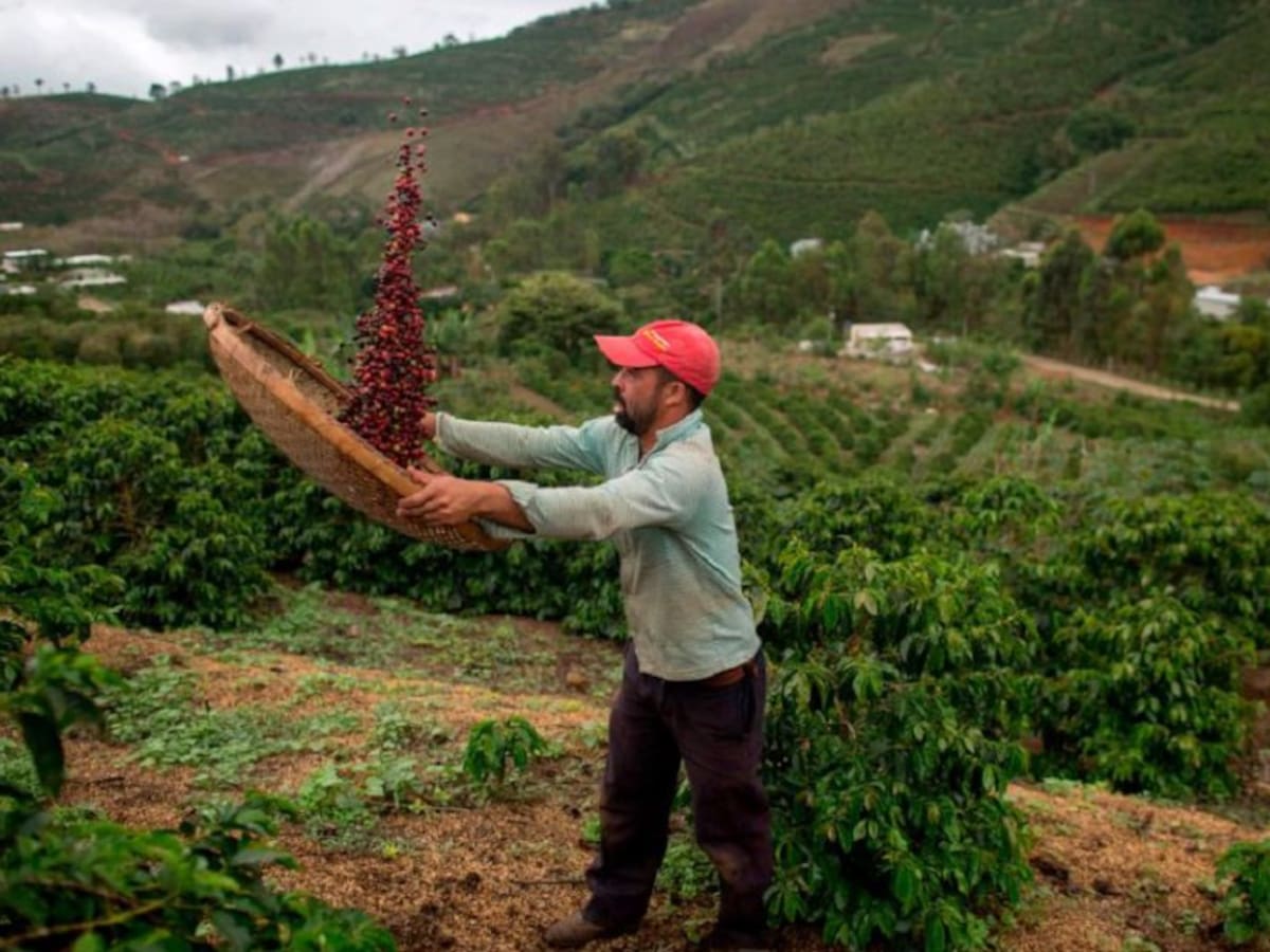 Vaticinan fuerte baja en la producción de café en Brasil