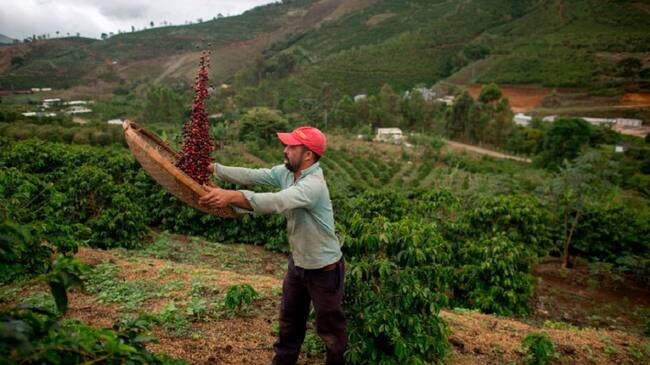 Cultivos de café en Forquilha do Rio, municipio de Dores do Rio Preto, Espirito Santo, Brasil.