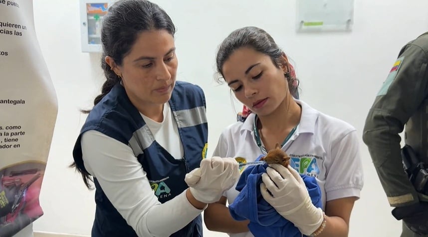 Una de las ardillas rescatadas está bajo observación veterinaria. // Cortesía