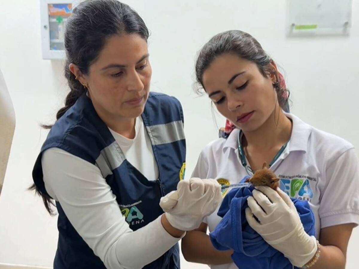 Capturan pasajero que drogó y ocultó dos ardillas en sus genitales para sacarlas del país